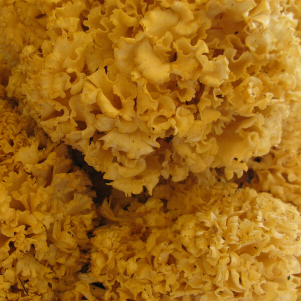 Cauliflower