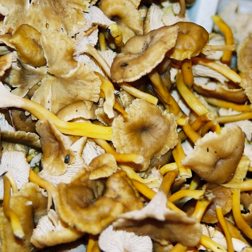 Yellow Feet