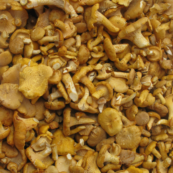 Yellow Chanterelle