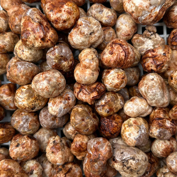 Truffle