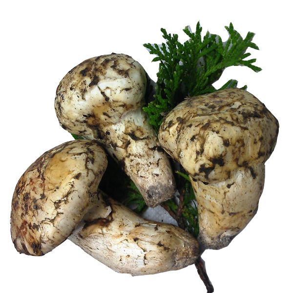 Matsutake