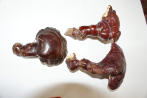 Ling Zhi mushroom