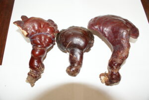 Ling Zhi mushroom
