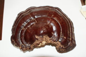 Ling Zhi mushroom